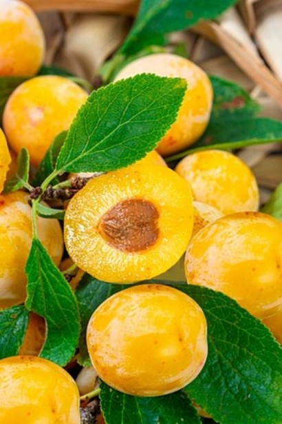 Алича великоплідна ‘Гек’|Prunus cerasifera ‘Gek’|Алыча крупноплодная ‘Гек’